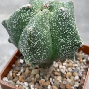Astrophytum myriostigma *Kikko*
