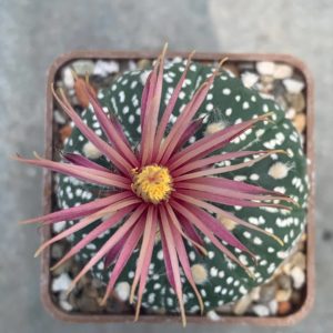 Astrophytum asterias ‘ooibo’ x asterias ‘shiowa’ (Loran) Rose flower