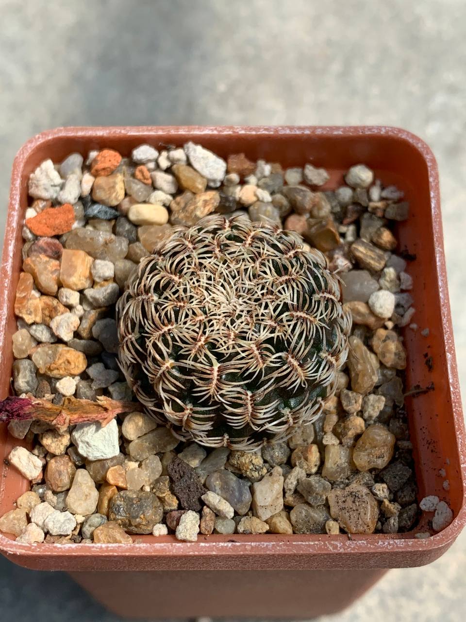 Sulcorebutia purpurea
