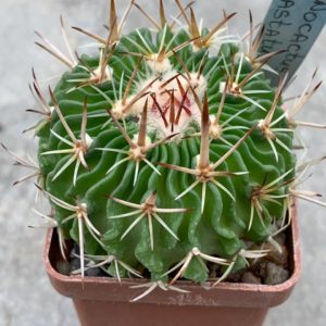 Stenocactus hastatus