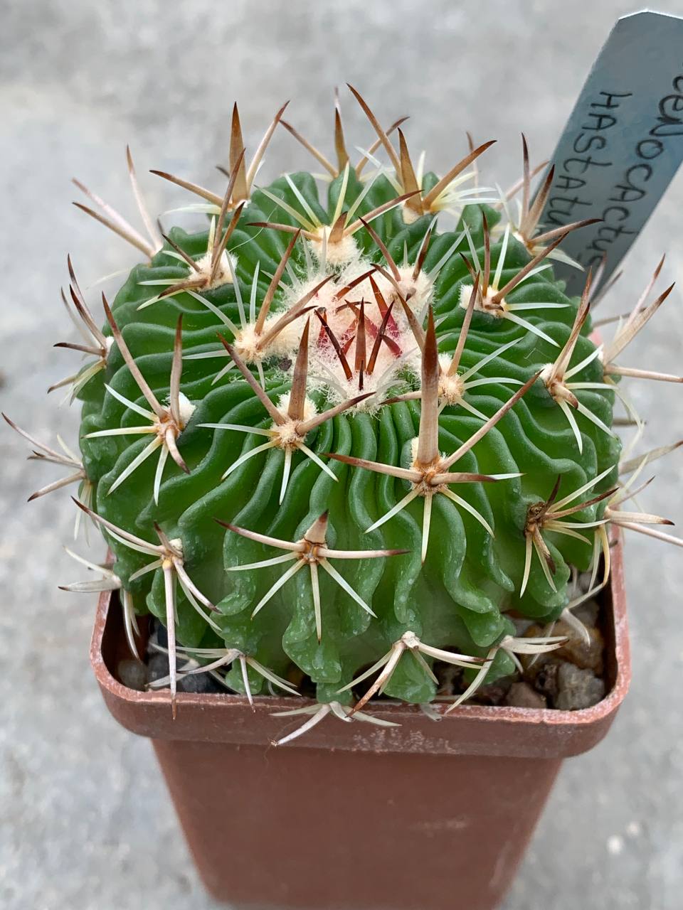 Stenocactus hastatus