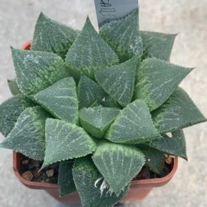 Haworthia pygmea fa crystallinae