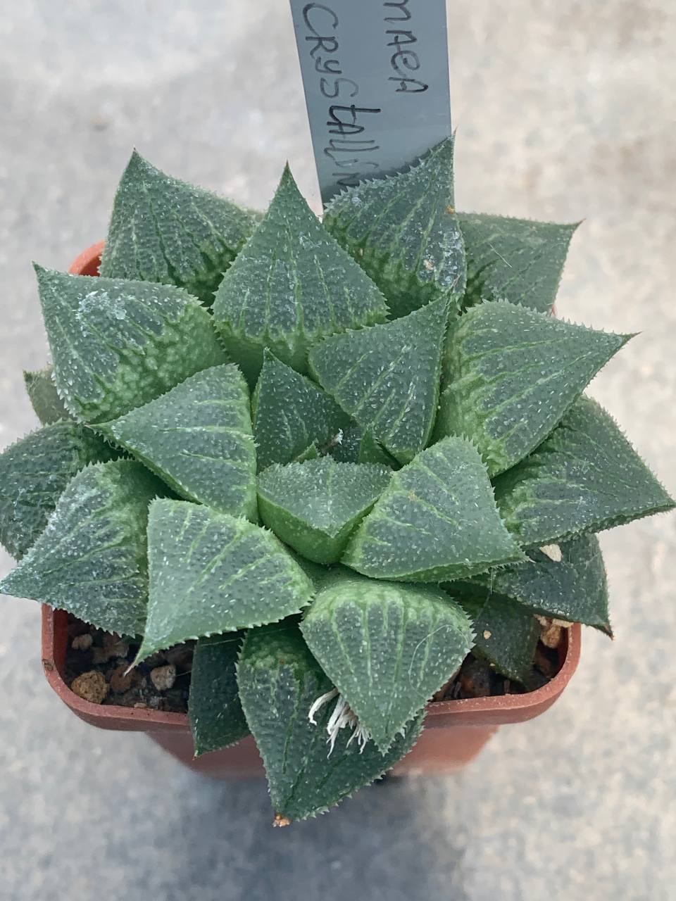 Haworthia pygmea fa crystallinae