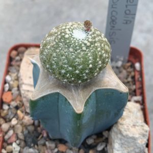 Blossfeldia tarabucoensis