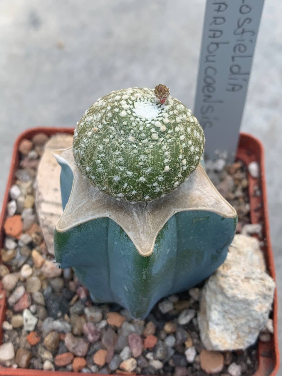 Blossfeldia tarabucoensis