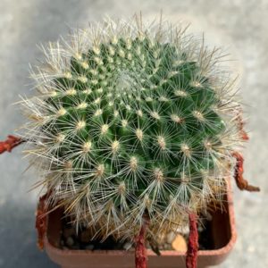 Sulcorebutia tiraquensis KK 1801