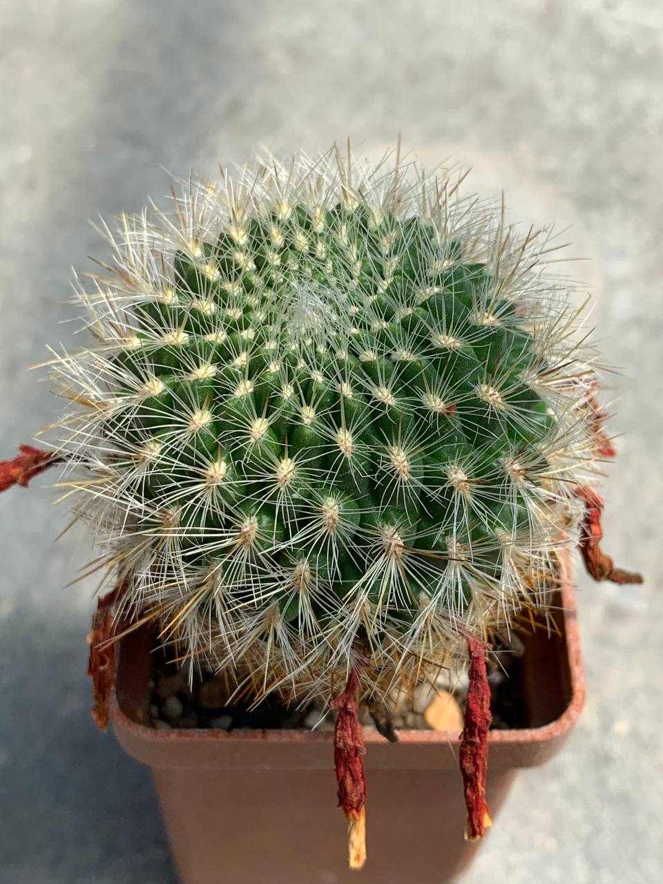 Sulcorebutia tiraquensis KK 1801