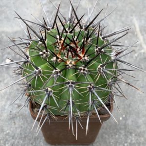 Lobivia aurea VG 665