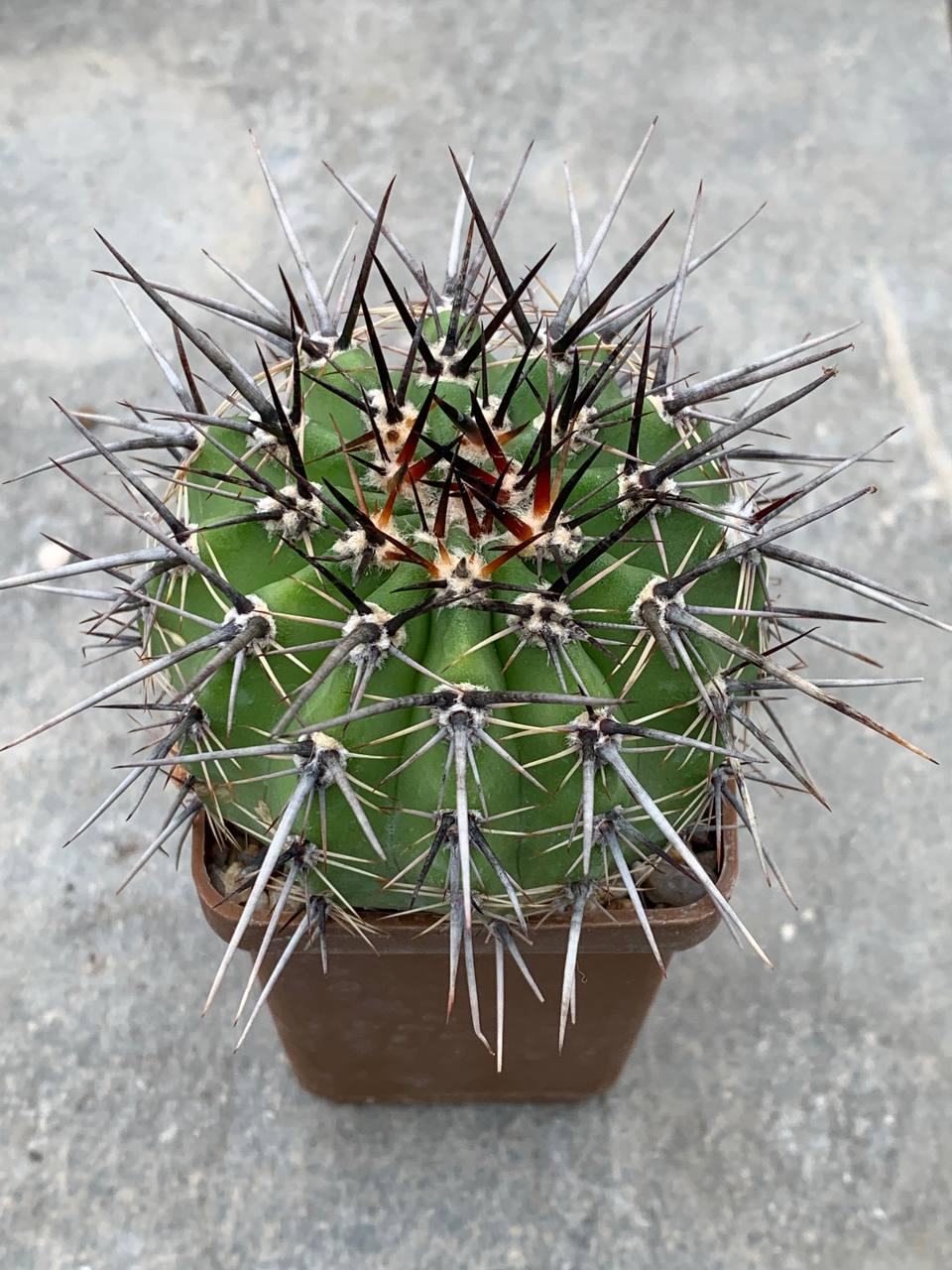 Lobivia aurea VG 665