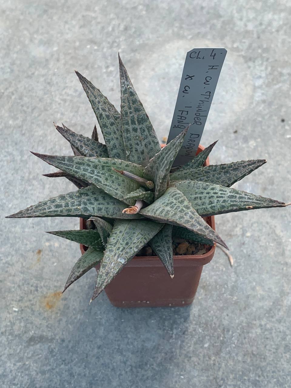 Haworthia cv. ‘Thunder Dragon’ x cv ‘Fang’