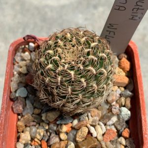 Sulcorebutia albissima WF 40