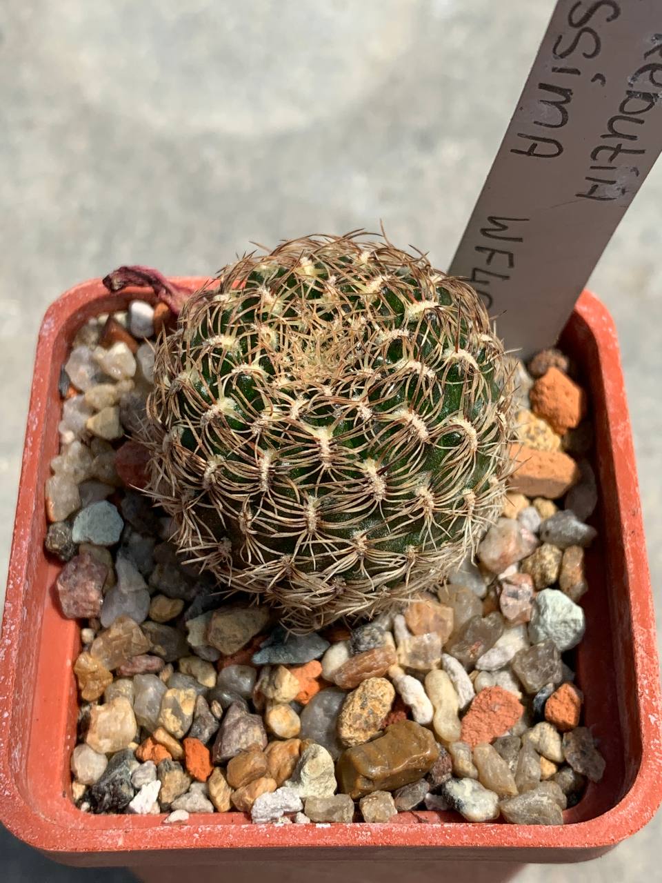 Sulcorebutia albissima WF 40