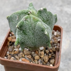 Astrophytum myriostigma ‘Kikko’