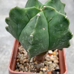 Astrophytum nudum ‘Kikko’