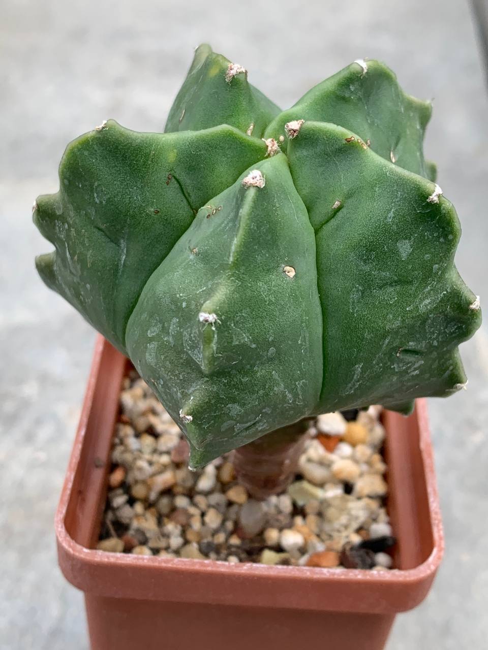 Astrophytum nudum ‘Kikko’
