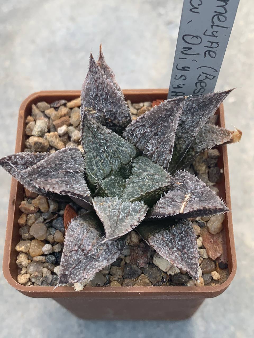 Haworthia emelyae х cv. ‘Oniyasya’