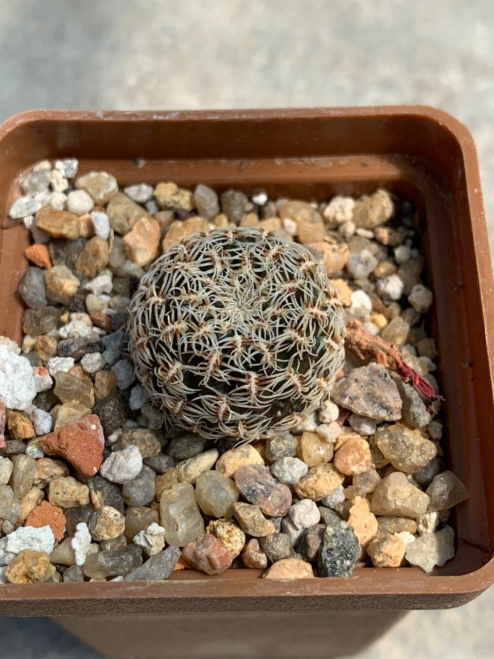 Sulcorebutia purpurea  EK 5101