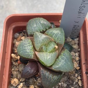 Haworthia SY-4 ohlsonii x reticulata x free