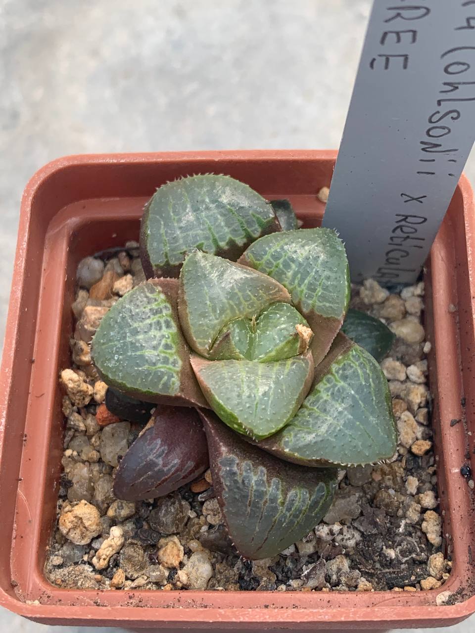 Haworthia SY-4 ohlsonii x reticulata x free