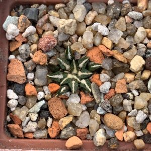 Ariocarpus kotschoubeyanus var. elephantidens