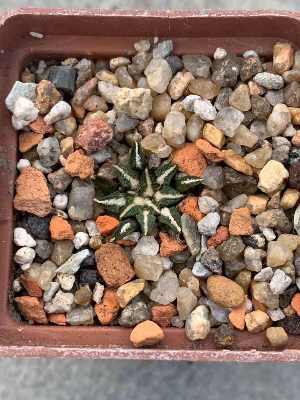 Ariocarpus kotschoubeyanus var. elephantidens
