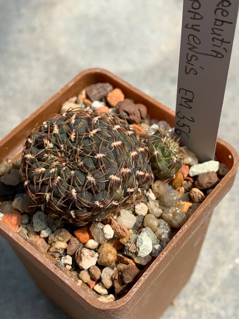 Sulcorebutia posopayensis EM 356
