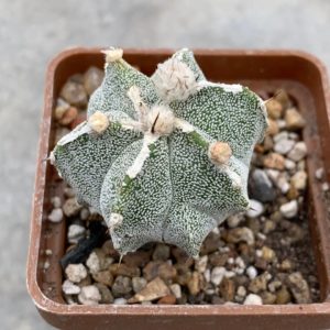 Astrophytum myriostigma Fukuryu