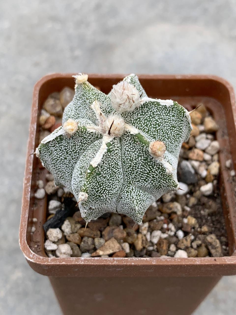 Astrophytum myriostigma Fukuryu