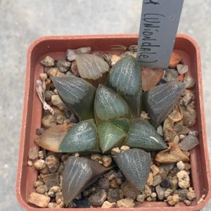 Haworthia bayeri RiB 0071 (Uniondale)