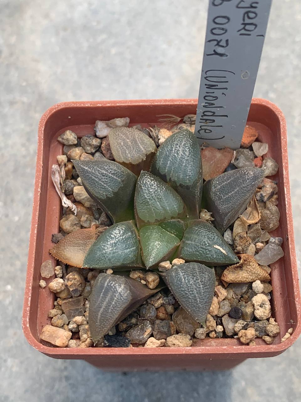 Haworthia bayeri RiB 0071 (Uniondale)