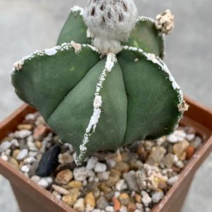 Astrophytum nudum areol spines