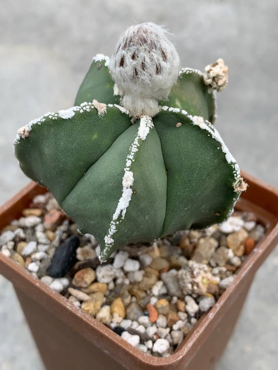 Astrophytum nudum areol spines