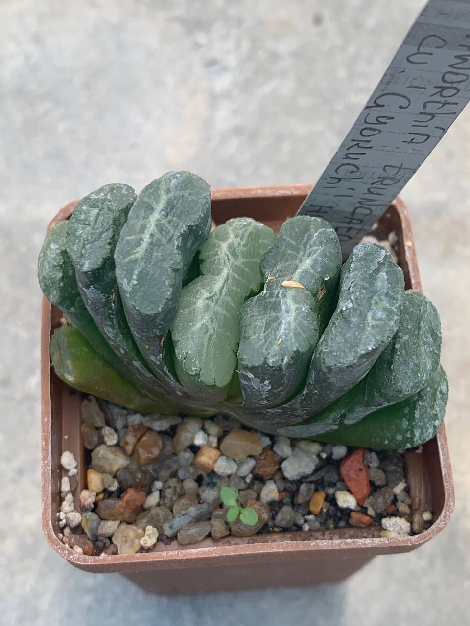 Haworthia truncata cv ‘Gyokuichi’ hybr