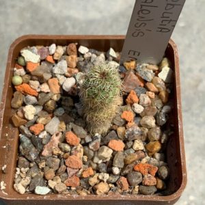 Sulcorebutia callecalensis EM 351/1