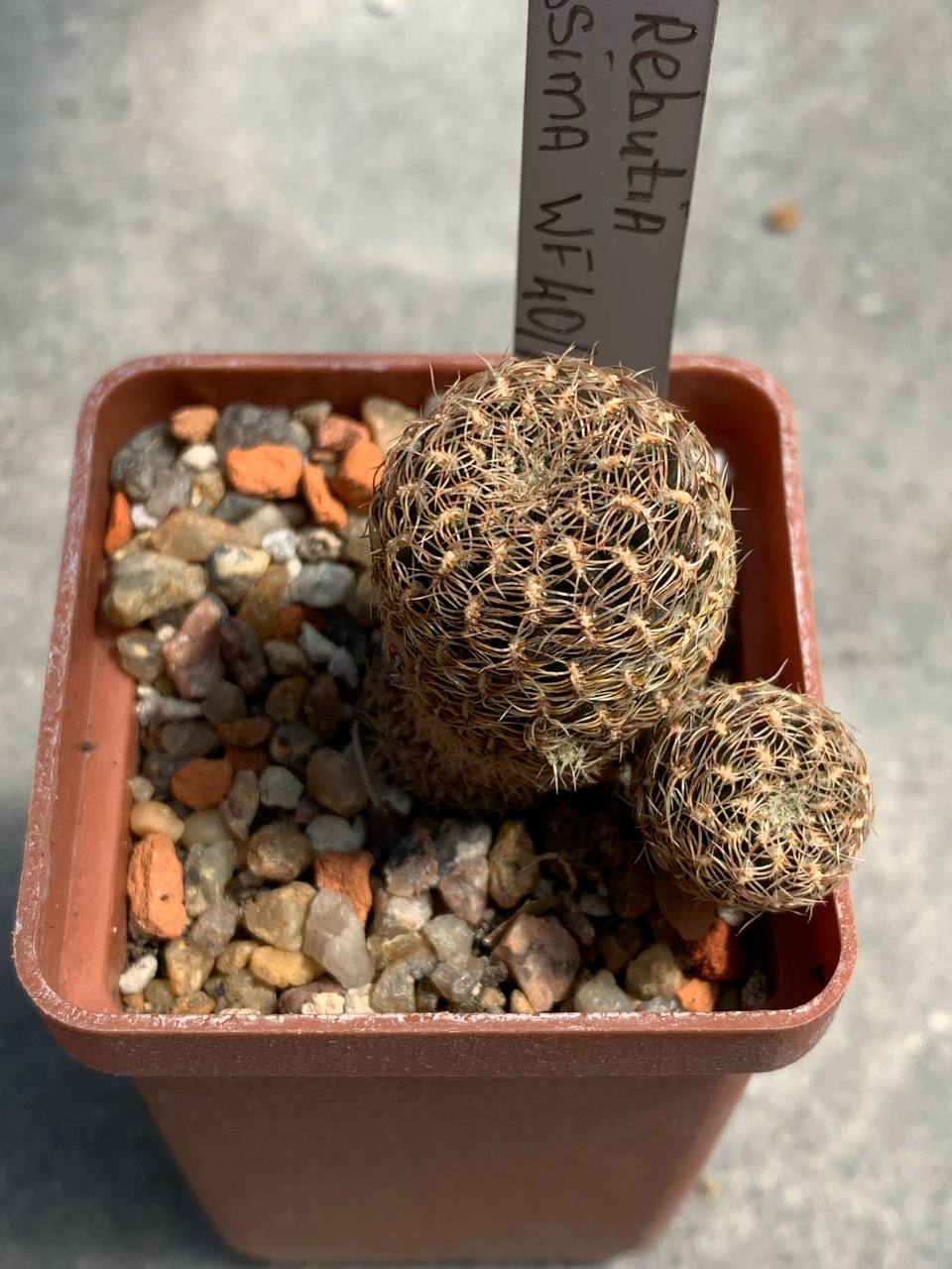 Sulcorebutia albissima WF 40/13