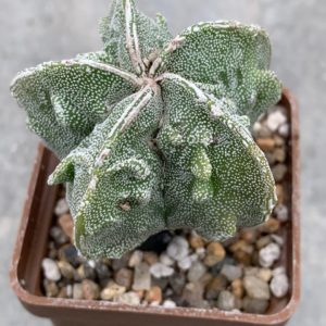 Astrophytum myriostigma Fukuryu