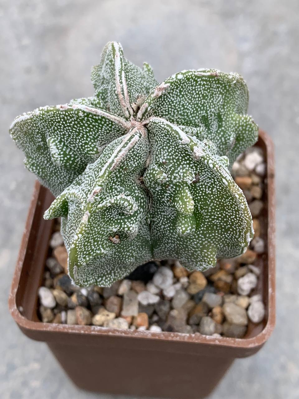 Astrophytum myriostigma Fukuryu