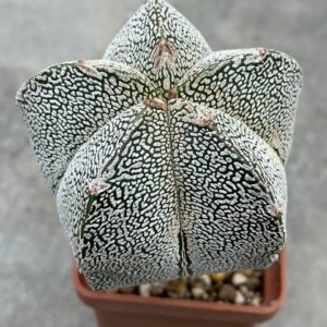 Astrophytum myriostigma cv. Onzuka