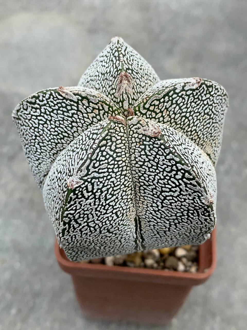 Astrophytum myriostigma cv. Onzuka
