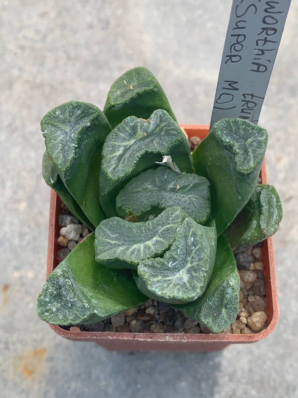 Haworthia truncata (Super Mo)