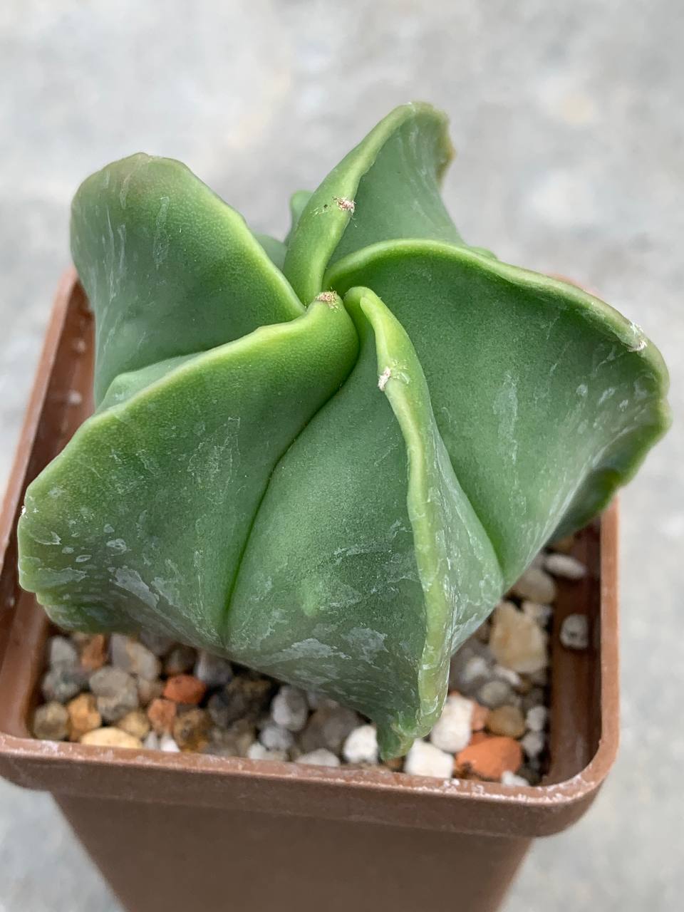 Astrophytum myriostigma nudum Fukuryu