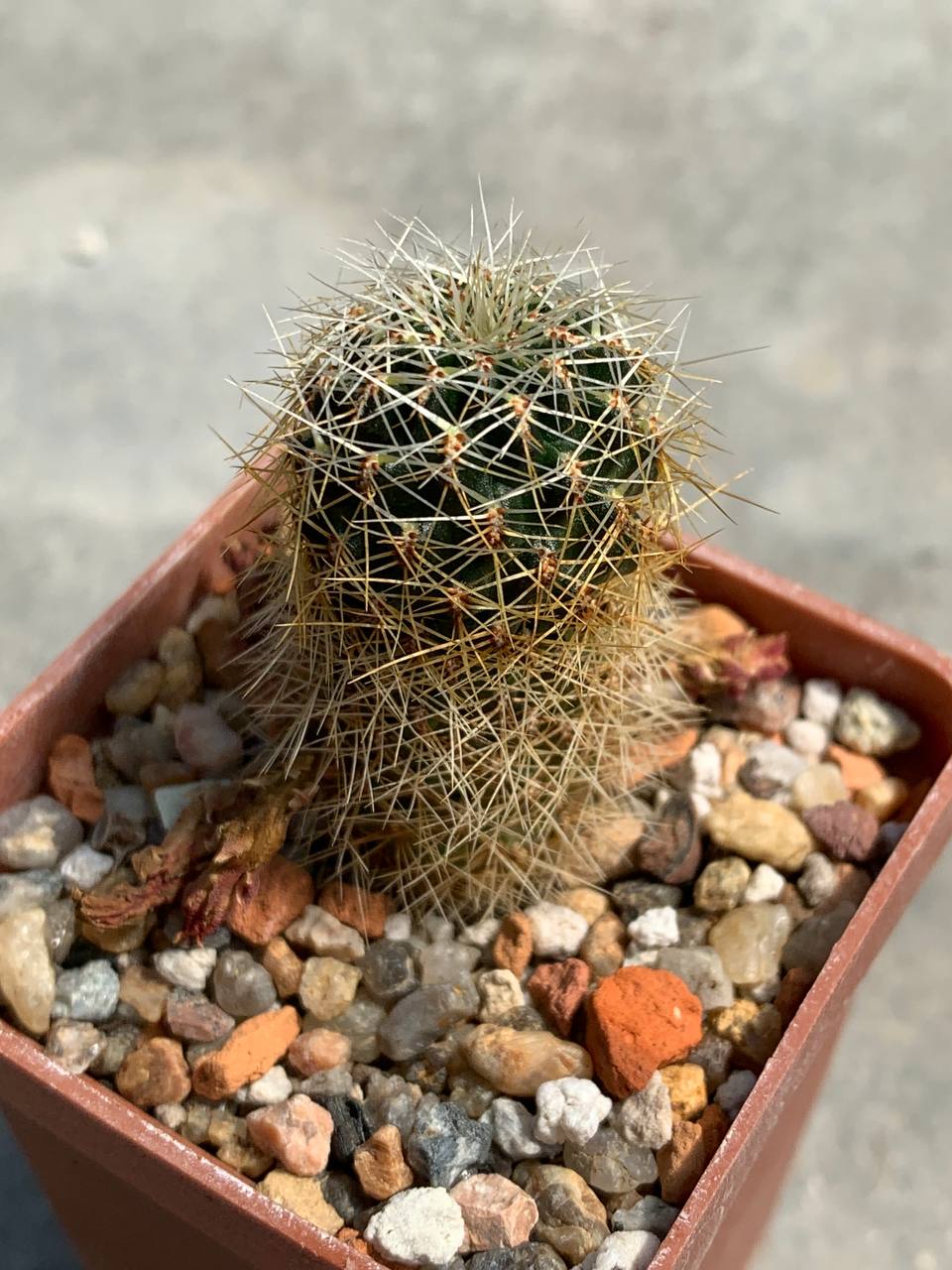 Sulcorebutia vasquesiana WF 21