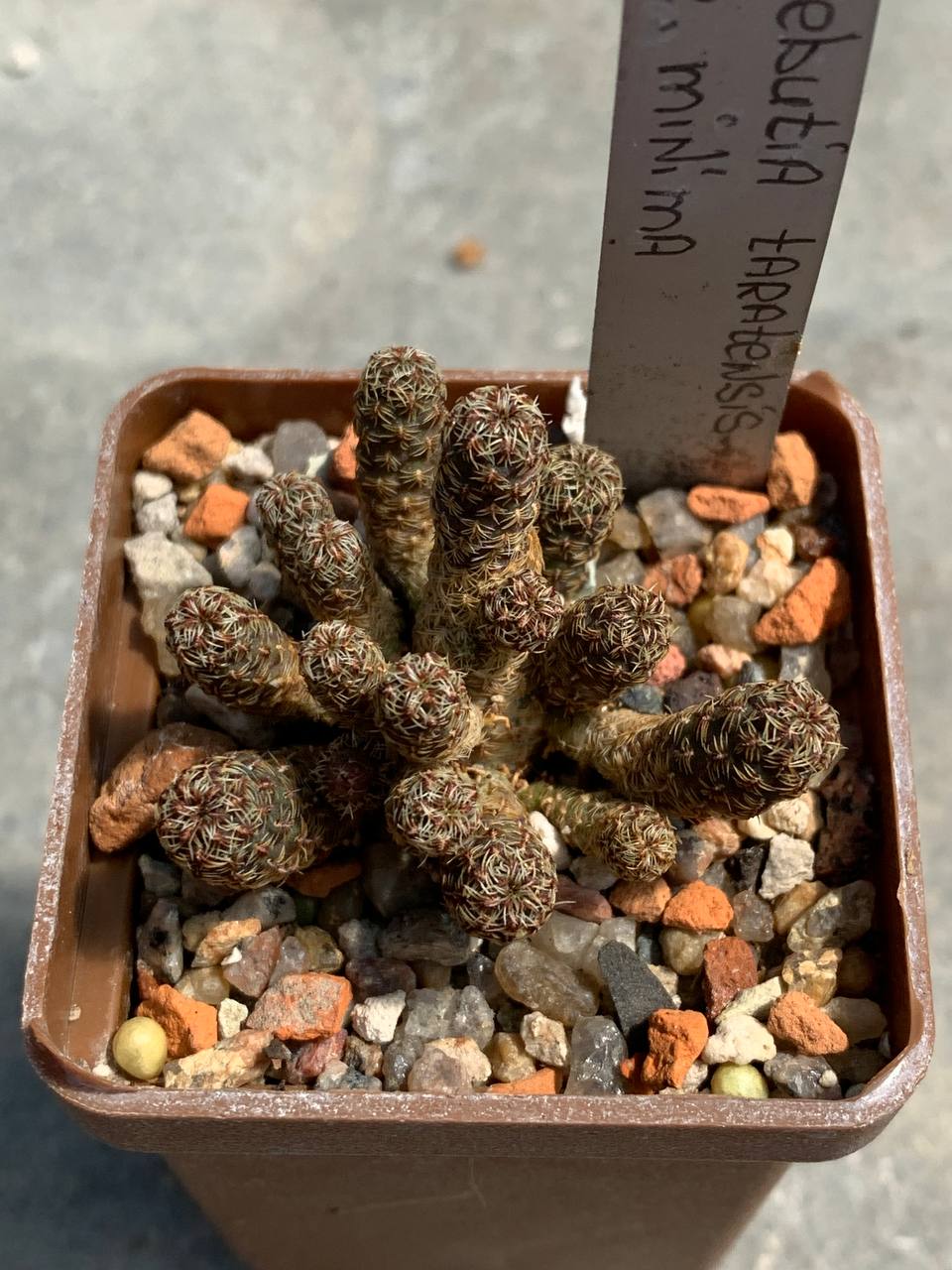 Sulcorebutia taratensis var. minima