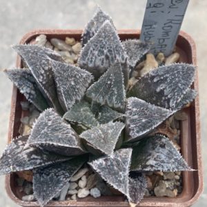 Haworthia cv. ‘Kombayner’ (Yukiusagi hybr)