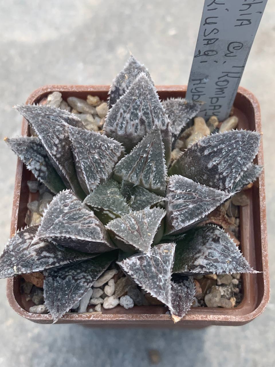 Haworthia cv. ‘Kombayner’ (Yukiusagi hybr)