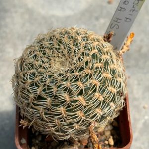 Sulcorebutia arenacea HS 30