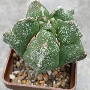 Astrophytum myriostigma *Kikko*