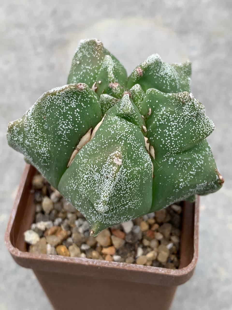 Astrophytum myriostigma *Kikko*