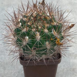 Weingartia lanata