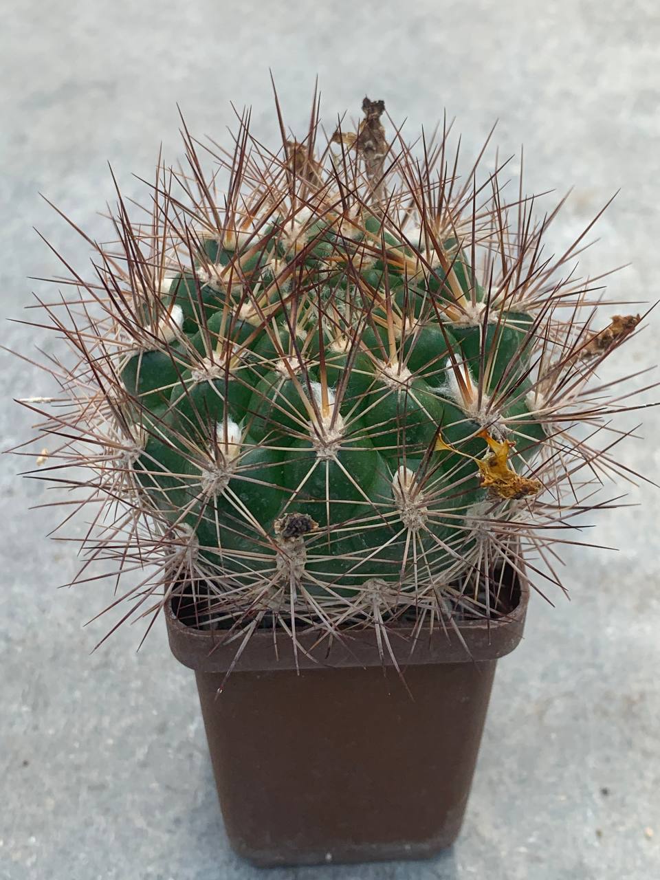 Weingartia lanata
